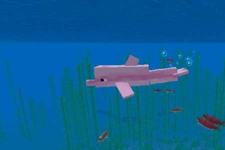 Pink Dolphin mcpe 1